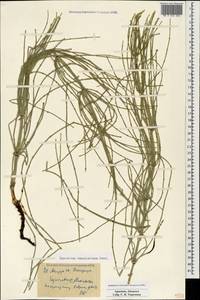 Equisetum ramosissimum Desf., Caucasus, Armenia (K5) (Armenia)