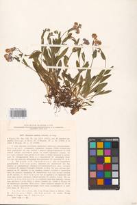 MHA 0 153 092, Myosotis asiatica (Vestergr.) Schischk. & Serg., Eastern Europe, Northern region (E1) (Russia)