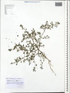 Chenopodium vulvaria L., Caucasus, Black Sea Shore (from Novorossiysk to Adler) (K3) (Russia)