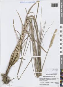 Leymus villosissimus (Scribn.) Tzvelev, Siberia, Chukotka & Kamchatka (S7) (Russia)