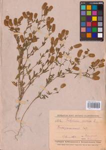 Trifolium arvense L., Eastern Europe, Middle Volga region (E8) (Russia)