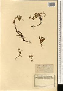 Polygonum cognatum subsp. cognatum, South Asia, South Asia (Asia outside ex-Soviet states and Mongolia) (ASIA) (Turkey)