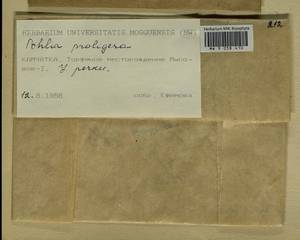 Pohlia proligera (Kindb. ex Breidl.) Lindb. ex Arnell, Bryophytes, Bryophytes - Chukotka & Kamchatka (B21) (Russia)