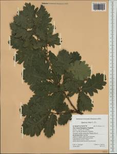 Quercus robur L., Western Europe (EUR) (United Kingdom)