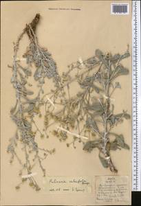 Pulicaria salviifolia Bunge, Middle Asia, Pamir & Pamiro-Alai (M2)