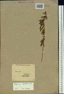 Hedysarum neglectum Ledeb., Siberia, Western (Kazakhstan) Altai Mountains (S2a) (Kazakhstan)