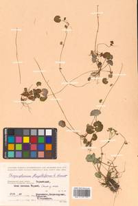 Chrysosplenium flagelliferum F. Schmidt, Siberia, Russian Far East (S6) (Russia)