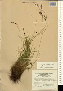 Carex tristis M.Bieb., Caucasus, South Ossetia (K4b) (South Ossetia)