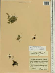 Odontarrhena obovata C. A. Mey., Eastern Europe, Northern region (E1) (Russia)