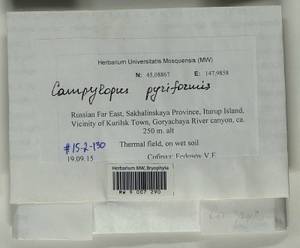 Campylopus pyriformis (Schultz) Brid., Bryophytes, Bryophytes - Russian Far East (excl. Chukotka & Kamchatka) (B20) (Russia)