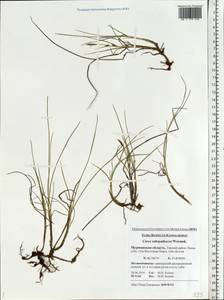 Carex subspathacea Wormsk. ex Hornem., Eastern Europe, Northern region (E1) (Russia)