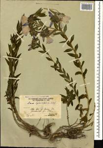 Linum hypericifolium Salisb., Caucasus, South Ossetia (K4b) (South Ossetia)