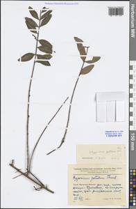 Hypericum patulum Thunb., South Asia, South Asia (Asia outside ex-Soviet states and Mongolia) (ASIA) (China)