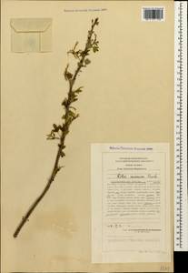 Ribes aureum Pursh, Caucasus, Stavropol Krai, Karachay-Cherkessia & Kabardino-Balkaria (K1b) (Russia)