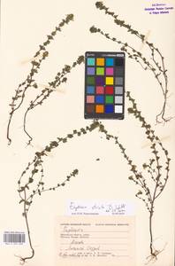 Euphrasia stricta J.P.Wolff ex J.F.Lehm., Eastern Europe, Moscow region (E4a) (Russia)