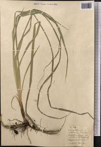 Carex, Middle Asia, Northern & Central Kazakhstan (M10) (Kazakhstan)