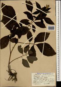 Klasea quinquefolia (Willd.) Greuter & Wagenitz, Caucasus, Azerbaijan (K6) (Azerbaijan)