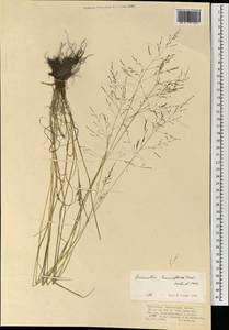 Puccinellia tenuiflora (Griseb.) Scribn. & Merr., Mongolia (MONG) (Mongolia)