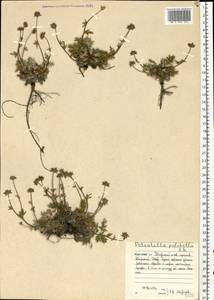 Potentilla pulchella R. Br., Eastern Europe, Northern region (E1) (Russia)