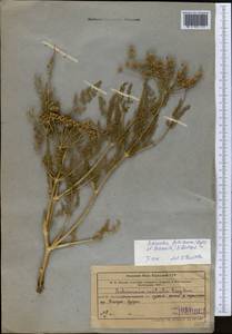 Schrenkia golickeana (Regel & Schmalh.) B.Fedtsch., Middle Asia, Western Tian Shan & Karatau (M3) (Kazakhstan)