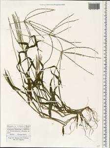 Digitaria ciliaris (Retz.) Koeler, Caucasus, Stavropol Krai, Karachay-Cherkessia & Kabardino-Balkaria (K1b) (Russia)