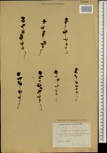 Euphrasia, Mongolia (MONG) (Mongolia)