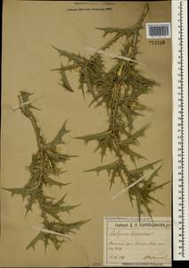 Scolymus hispanicus L., Crimea (KRYM) (Russia)