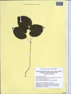 Epimedium pinnatum subsp. colchicum (Boiss.) N. Busch, Caucasus, Black Sea Shore (from Novorossiysk to Adler) (K3) (Russia)