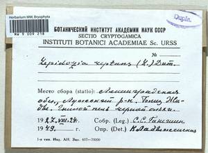Lepidozia reptans (L.) Dumort., Bryophytes, Bryophytes - Karelia, Leningrad & Murmansk Oblasts (B4) (Russia)