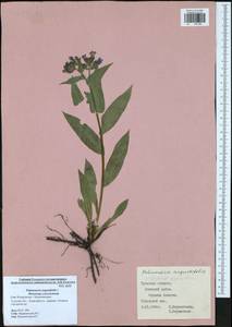 Pulmonaria angustifolia L., Eastern Europe, Central region (E4) (Russia)