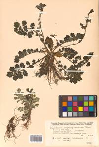 Chelidonium majus L., Siberia, Russian Far East (S6) (Russia)