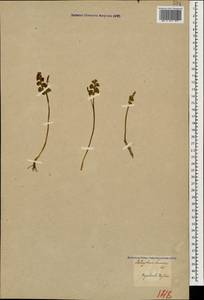 Botrychium lunaria (L.) Sw., Caucasus, Georgia (K4) (Georgia)