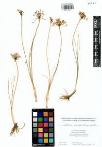 Allium anisopodium Ledeb., Siberia, Baikal & Transbaikal region (S4) (Russia)
