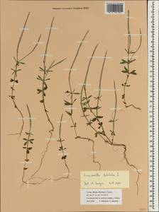 Crucianella latifolia L., South Asia, South Asia (Asia outside ex-Soviet states and Mongolia) (ASIA) (Turkey)