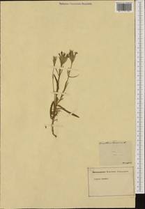 Dianthus armeria L., Western Europe (EUR) (Hungary)
