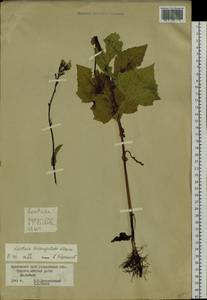 Lactuca triangulata Maxim., Siberia, Russian Far East (S6) (Russia)
