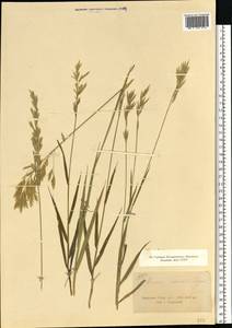 Bromus inermis Leyss., Eastern Europe, South Ukrainian region (E12) (Ukraine)