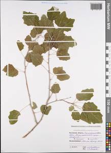 Populus alba × nigra, Eastern Europe, Rostov Oblast (E12a) (Russia)