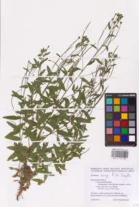 Epilobium lamyi F. W. Schultz, Eastern Europe, Central region (E4) (Russia)