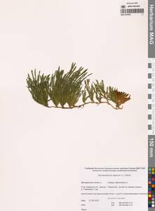 Diphasiastrum alpinum (L.) Holub, Siberia, Chukotka & Kamchatka (S7) (Russia)