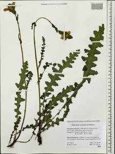 Pedicularis sceptrum-carolinum L., Siberia, Russian Far East (S6) (Russia)