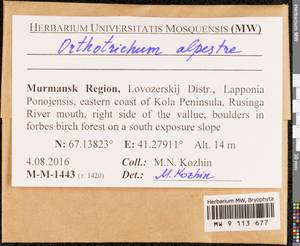 Orthotrichum alpestre Hornsch. ex Bruch & Schimp., Bryophytes, Bryophytes - Karelia, Leningrad & Murmansk Oblasts (B4) (Russia)