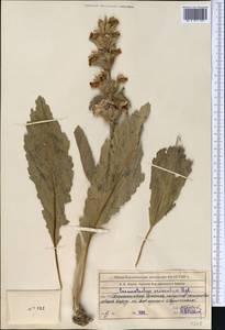 Phlomoides eriocalyx (Regel) Adylov, Kamelin & Makhm., Middle Asia, Syr-Darian deserts & Kyzylkum (M7) (Kazakhstan)