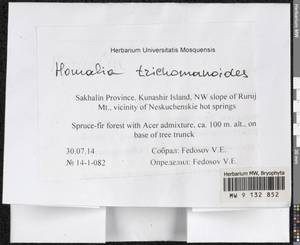 Homalia trichomanoides (Hedw.) Brid., Bryophytes, Bryophytes - Russian Far East (excl. Chukotka & Kamchatka) (B20) (Russia)