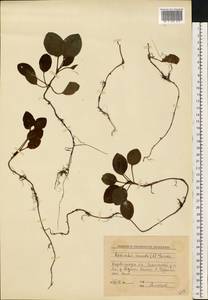 Orthilia secunda (L.) House, Eastern Europe, South Ukrainian region (E12) (Ukraine)