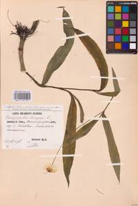 Ranunculus lingua L., Eastern Europe, North Ukrainian region (E11) (Ukraine)