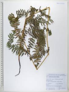 Athyrium sinense Rupr., Siberia, Russian Far East (S6) (Russia)