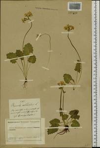 Primula cortusoides L., Siberia, Altai & Sayany Mountains (S2) (Russia)