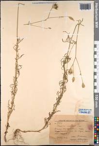 Crupina vulgaris (Pers.) Cass., Middle Asia, Western Tian Shan & Karatau (M3) (Kyrgyzstan)
