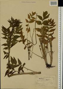 Valeriana officinalis L., Eastern Europe, North Ukrainian region (E11) (Ukraine)